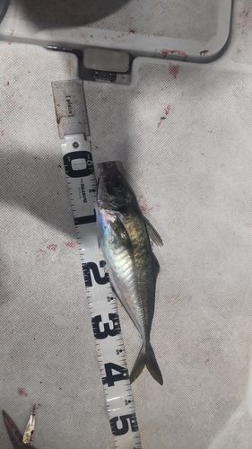 アジ