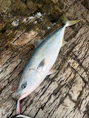 フクラギの釣果