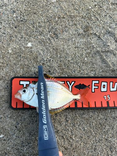 ヒイラギの釣果