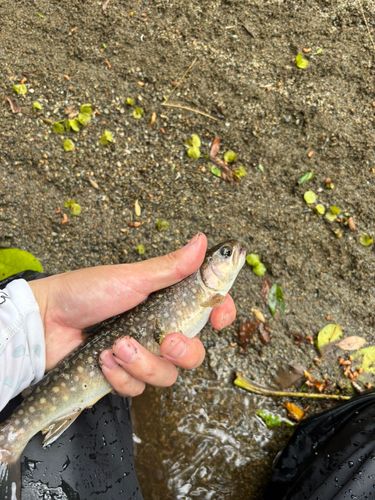 イワナの釣果