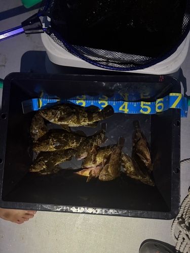 タケノコメバル