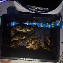 タケノコメバル