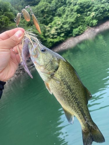 ブラックバスの釣果