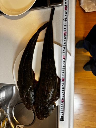 マゴチの釣果