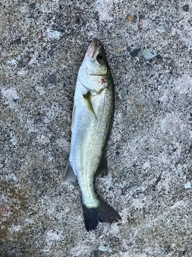 スズキの釣果