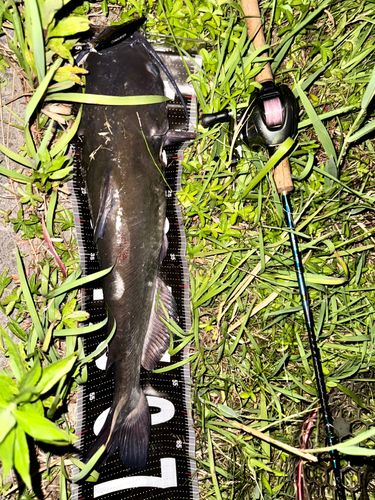 アメリカナマズの釣果