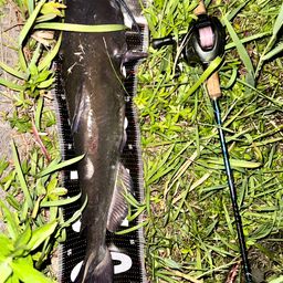 アメリカナマズ