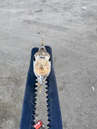 ヒイラギの釣果