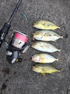 カンパチの釣果