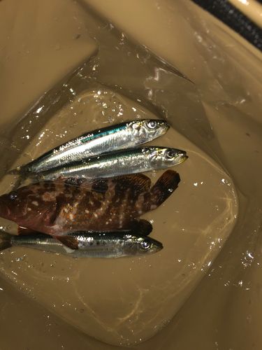 イワシの釣果