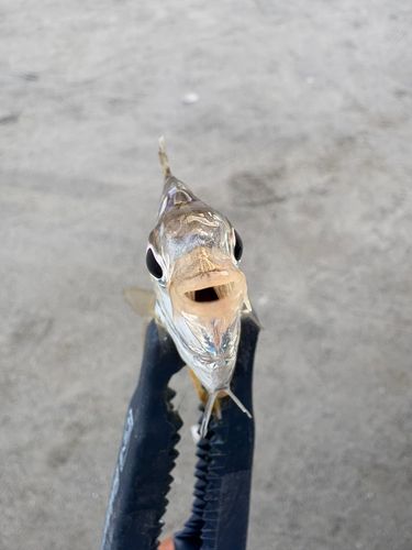 ヒイラギの釣果
