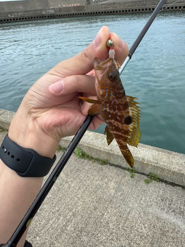 キジハタの釣果