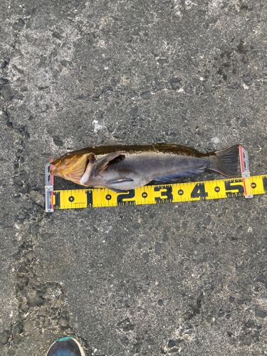 アイナメの釣果