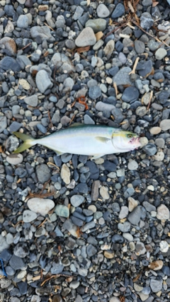 ワカナゴの釣果