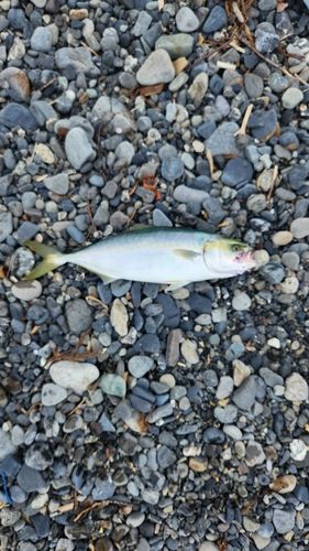 ワカナゴの釣果