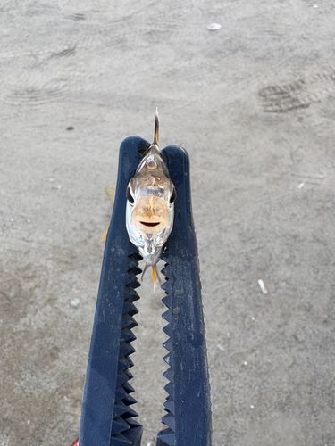 ヒイラギの釣果