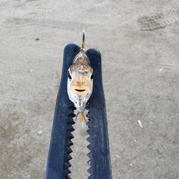 ヒイラギ