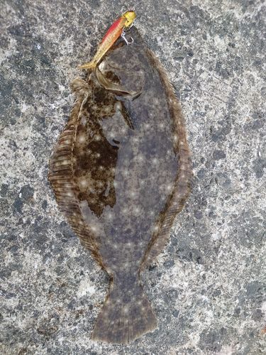 ヒラメの釣果