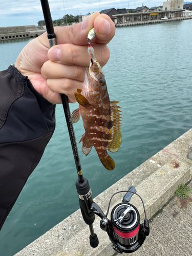 キジハタの釣果