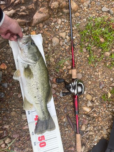 ブラックバスの釣果