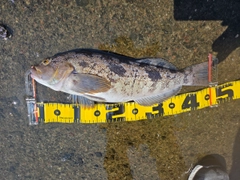 アブラコの釣果