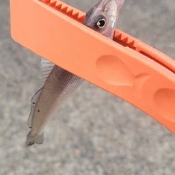 シロギス