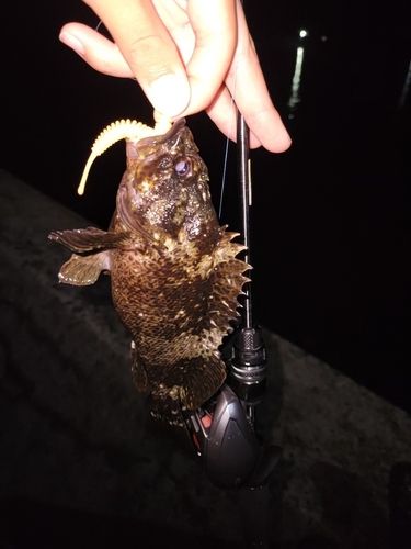 ムラソイの釣果