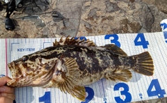 タケノコメバルの釣果