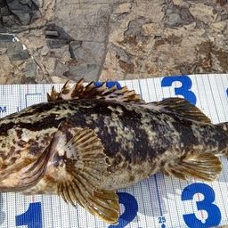 タケノコメバル