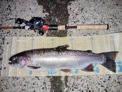 ニジマスの釣果