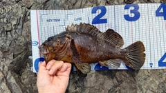 ムラソイの釣果