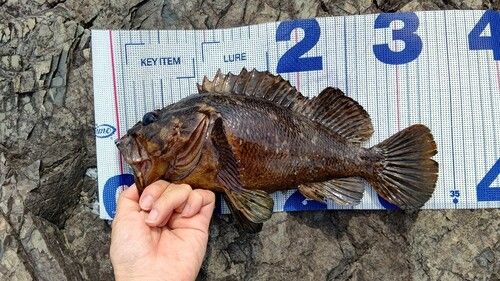 ムラソイの釣果