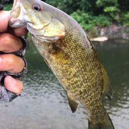 スモールマウスバス