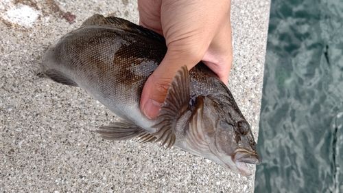 アイナメの釣果