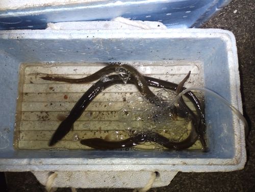 ウナギの釣果