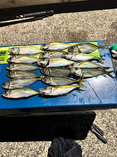 アジの釣果