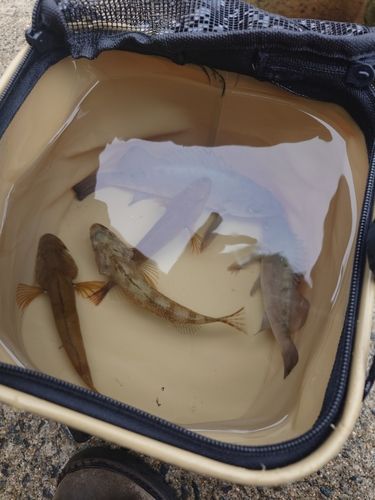 クロソイの釣果