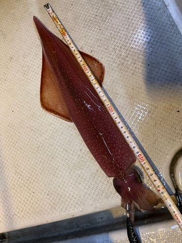 ケンサキイカの釣果