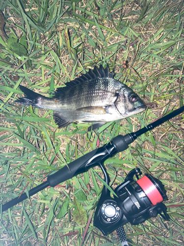 チンチンの釣果