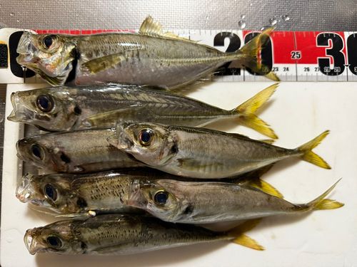 アジの釣果