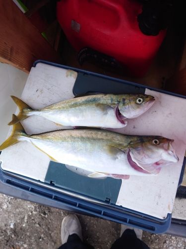 ショゴの釣果