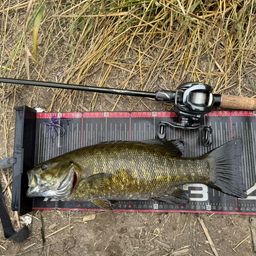 スモールマウスバス