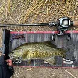 スモールマウスバス