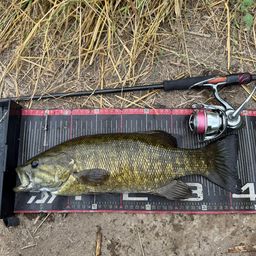 スモールマウスバス