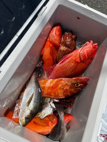 アカハタの釣果