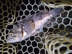 クロソイの釣果