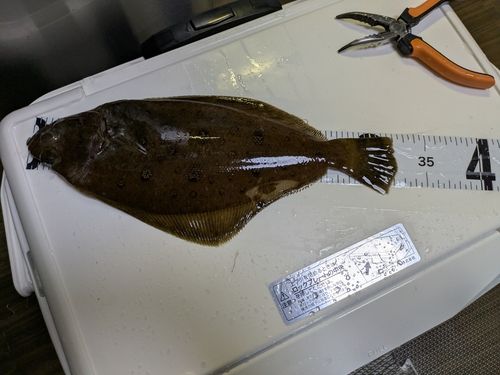 ヒラメの釣果