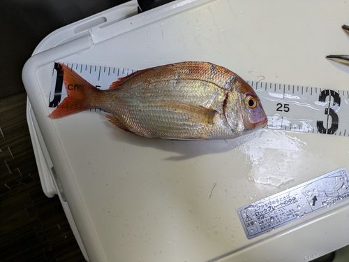 マダイの釣果