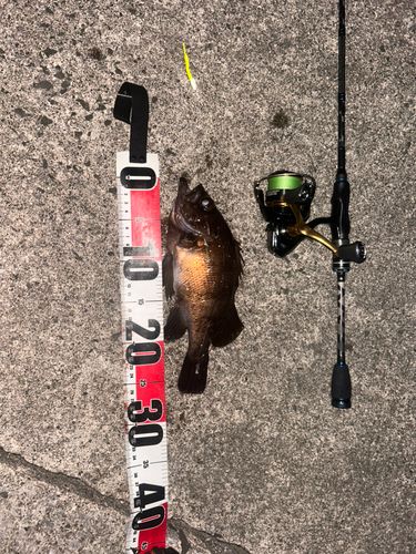 アカメバルの釣果