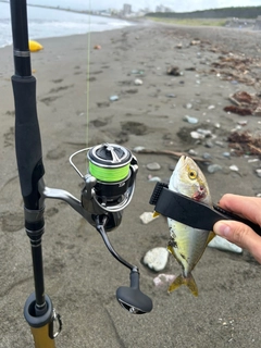 ショゴの釣果